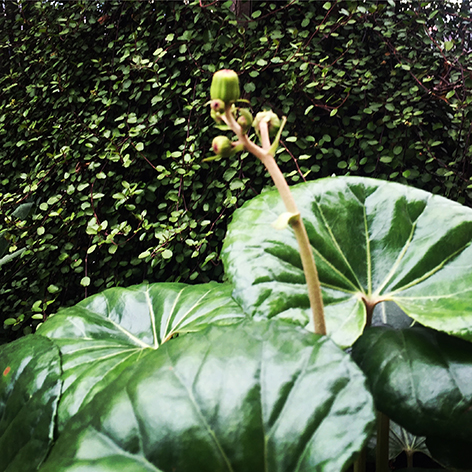 farfugium japonicum