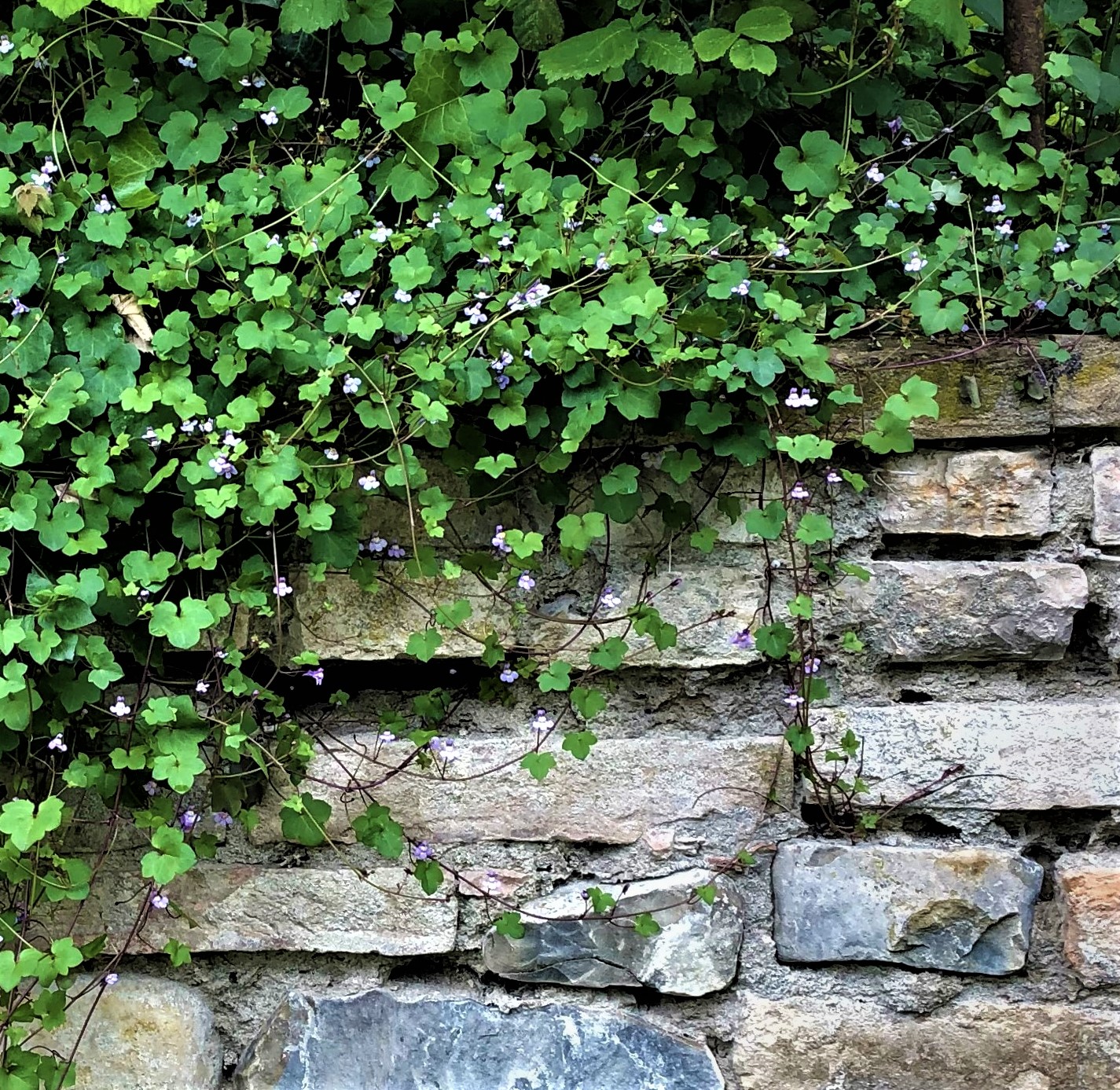cymbalaria muralis (2)